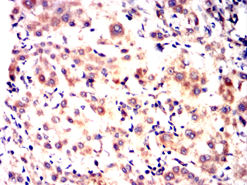 MSN Antibody