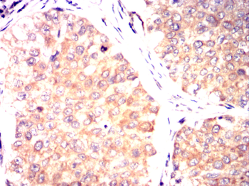 MSN Antibody