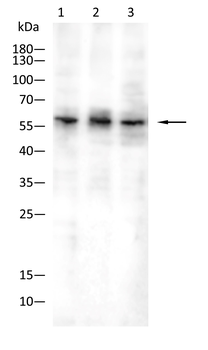 MSN Antibody