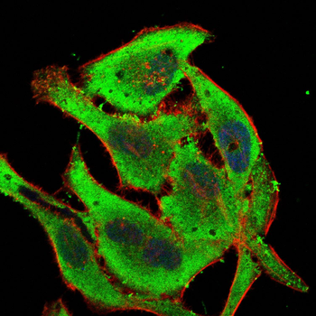 RAP1A Antibody