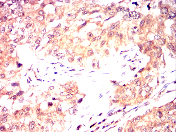 RAP1A Antibody