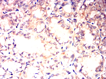 RAP1A Antibody