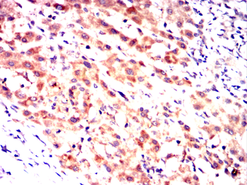 RAP1A Antibody