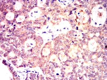 RAP1A Antibody