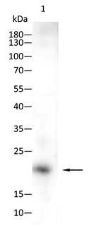 RAP1A Antibody