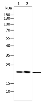 RAP1A Antibody