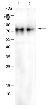 GAB1 Antibody
