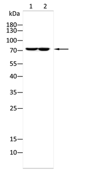 GAB1 Antibody