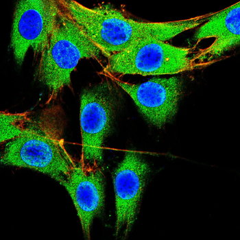 EIF4B Antibody