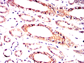EIF4B Antibody