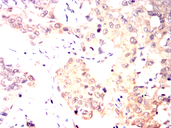 EIF4B Antibody