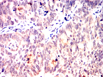 EIF4B Antibody