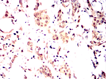 EIF4B Antibody
