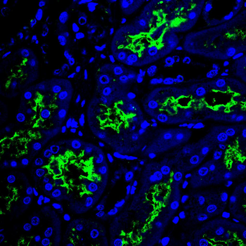 EIF4B Antibody