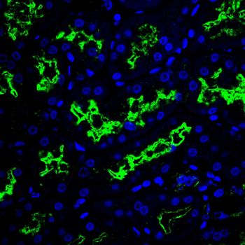 EIF4B Antibody