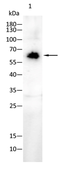 EIF4B Antibody