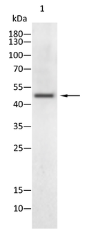 MAPK8 Antibody