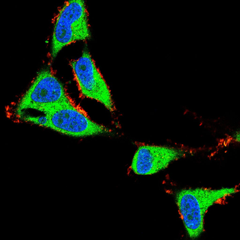 MELK Antibody