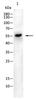 PPM1A Antibody