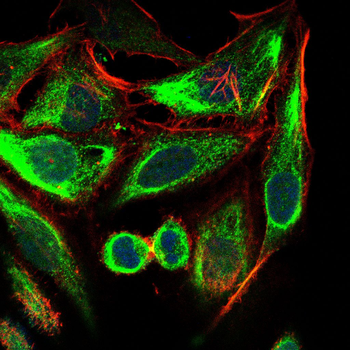 INCENP Antibody
