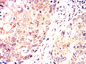 INCENP Antibody