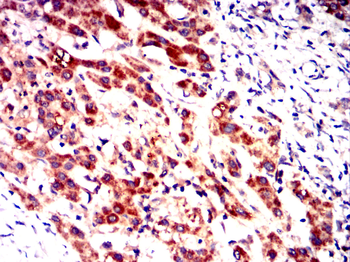 INCENP Antibody