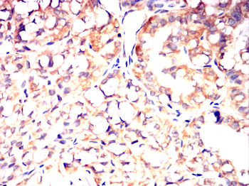 INCENP Antibody