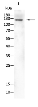 INCENP Antibody