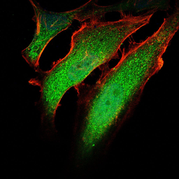 VAV1 Antibody