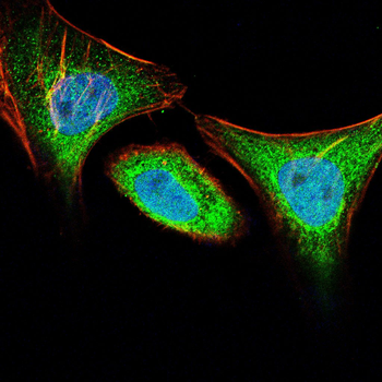 SPIB Antibody