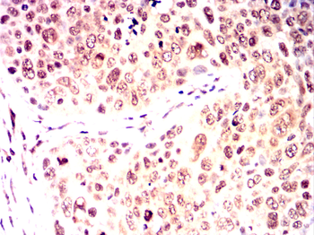 SPIB Antibody