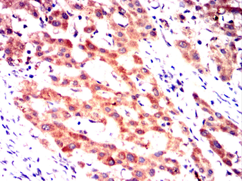 SPIB Antibody