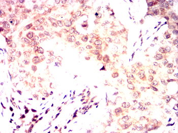 SPIB Antibody