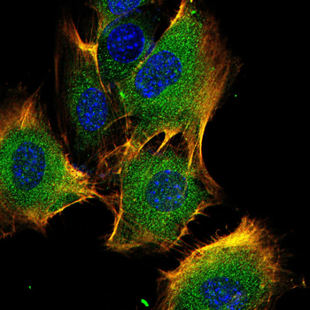 CSNK2A2 Antibody