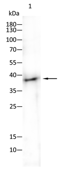 CSNK2A2 Antibody