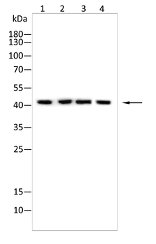 CSNK2A2 Antibody