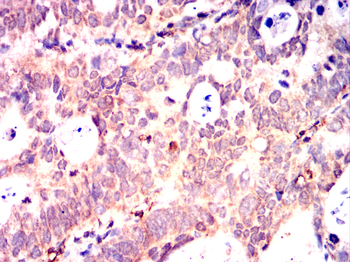 ANXA1 Antibody
