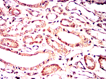ANXA1 Antibody