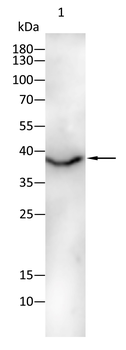 ANXA1 Antibody