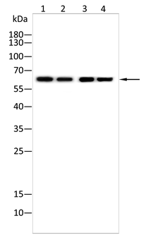 FZD5 Antibody