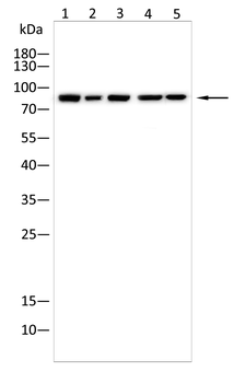 MARK3 Antibody