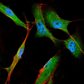 CD55 Antibody