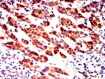 CD55 Antibody