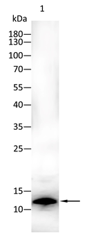 CD59 Antibody