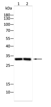 CD59 Antibody