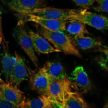 ID2 Antibody