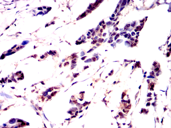 ID2 Antibody