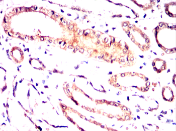 ID2 Antibody