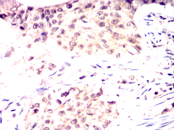 ID2 Antibody