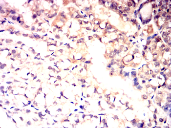 ID2 Antibody